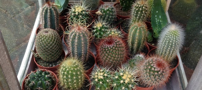 Kleine cactussen